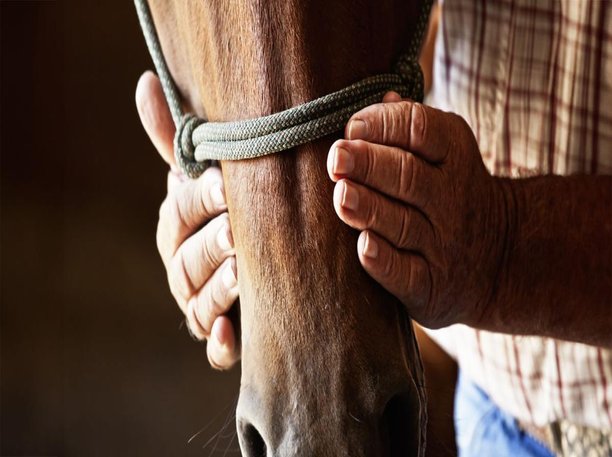 Horse receiving Reiki energy healing therapy, demonstrating trust and calmness during treatment